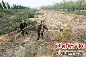 工作人员正在对偷挖后的林带进行整理