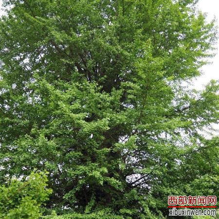陕西现4000年“银杏王” 树心被烧成巨大空洞